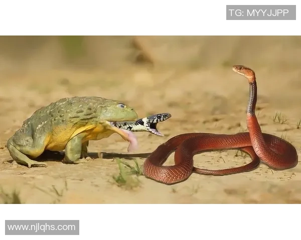 卢戈与艾科坎激战在即11月10日精彩对决值得期待